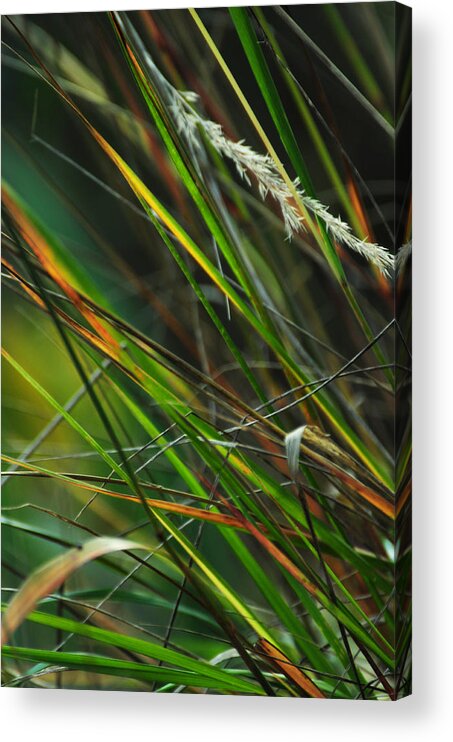 Autumn Acrylic Print featuring the photograph Calamagrostis Lines by Rebecca Sherman