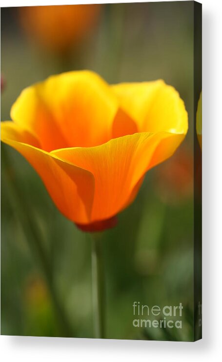 Orange King Poppy Acrylic Print featuring the photograph Californian Poppy by Joy Watson