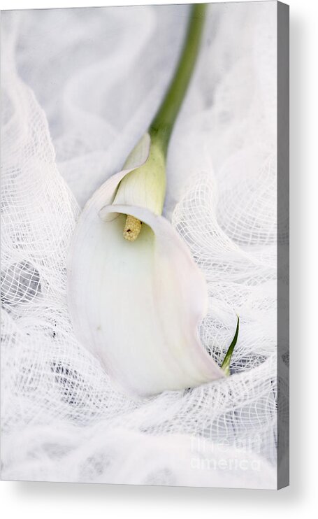 Calla Lily Acrylic Print featuring the photograph Calla Lily on White Background by Stephanie Frey