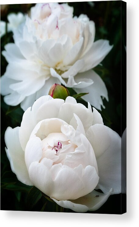 Blossom Acrylic Print featuring the photograph Camelia by George Taylor