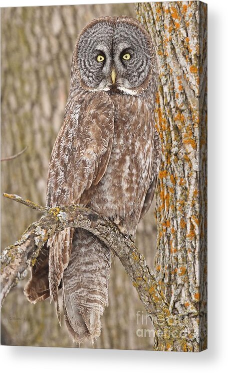 Great Grey Owl Acrylic Print featuring the photograph Camouflage-an owl's best friend by Heather King