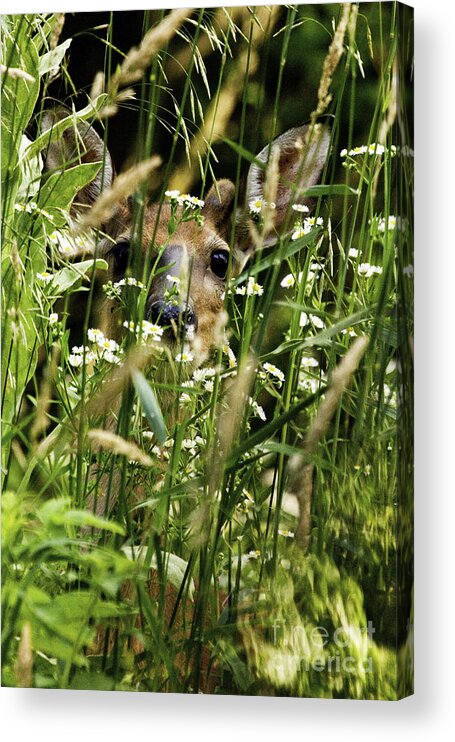 White Tail Deer Acrylic Print featuring the photograph Can you see Me by Jan Killian