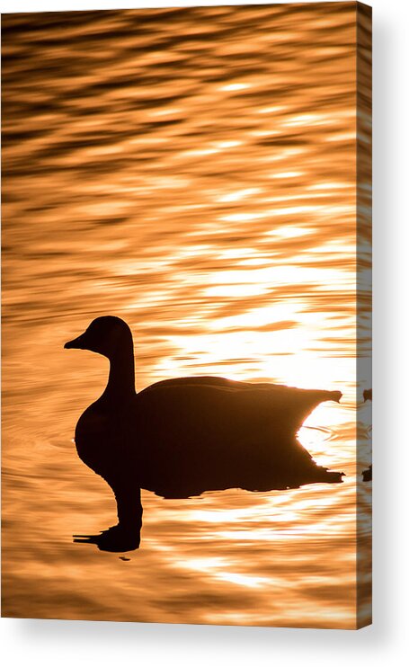 Canadian Goose Acrylic Print featuring the photograph Canadian Goose by Don Johnson