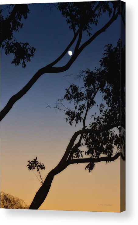 Trees Acrylic Print featuring the photograph Capture The Moon by Donna Blackhall