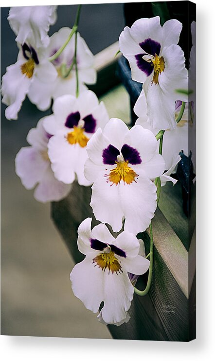 Orchids Acrylic Print featuring the photograph Cascade of White Orchids by Julie Palencia
