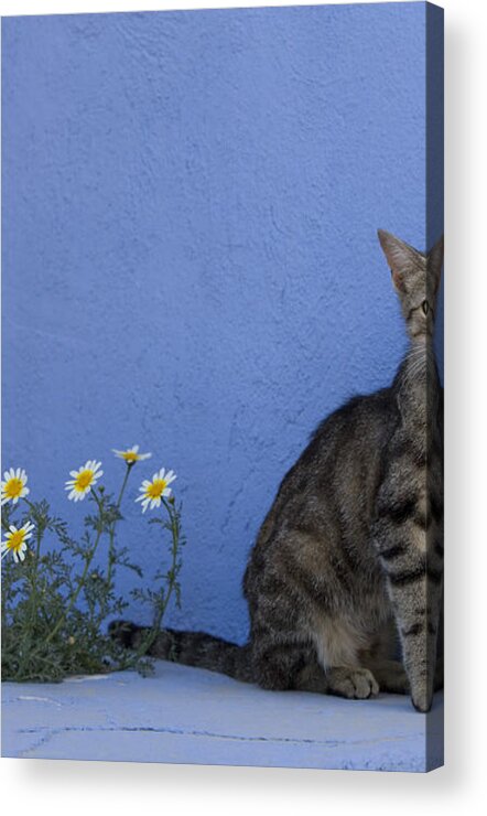Cat Acrylic Print featuring the photograph Cat And Flowers In Greece by Jean-Louis Klein and Marie-Luce Hubert