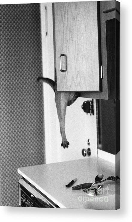 Animal Acrylic Print featuring the photograph Cat Hanging From Kitchen Cabinet by Joan Baron