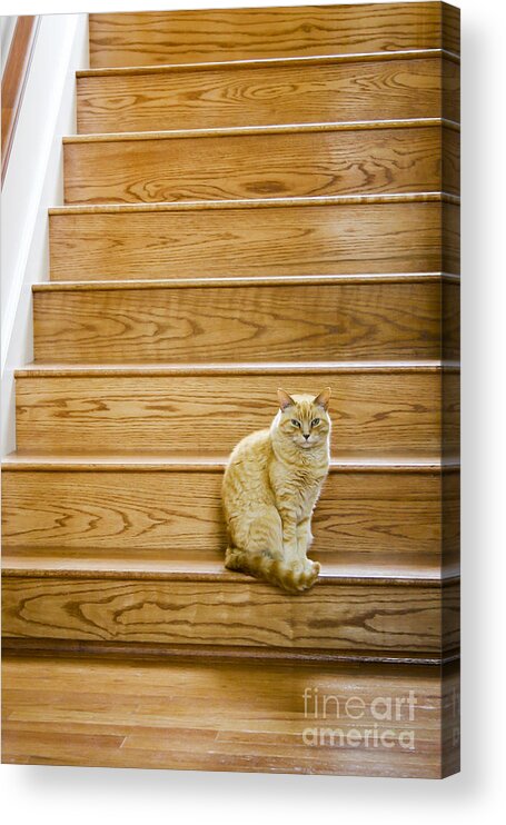 Cat Acrylic Print featuring the photograph Cat on Stairs by Patty Colabuono