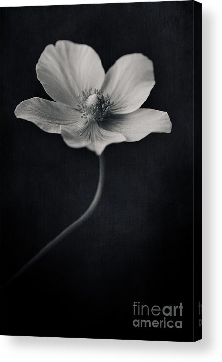 Anemone Acrylic Print featuring the photograph Catch The Light by Priska Wettstein
