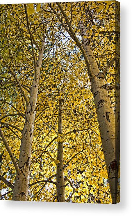 Aspen Trees Acrylic Print featuring the photograph Changes by Gina Cordova