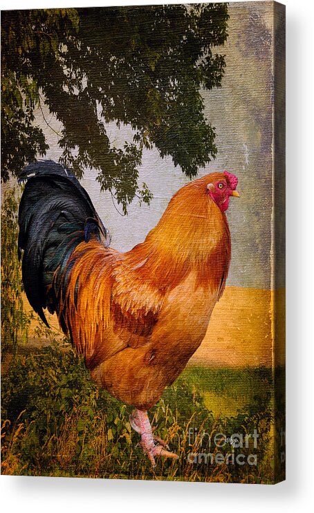 Chanticleer Acrylic Print featuring the photograph Chanticleer In Blue by Lois Bryan