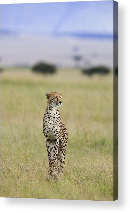 Suzi Eszterhas Acrylic Print featuring the photograph Cheetah Portrait Masai Mara by Suzi Eszterhas