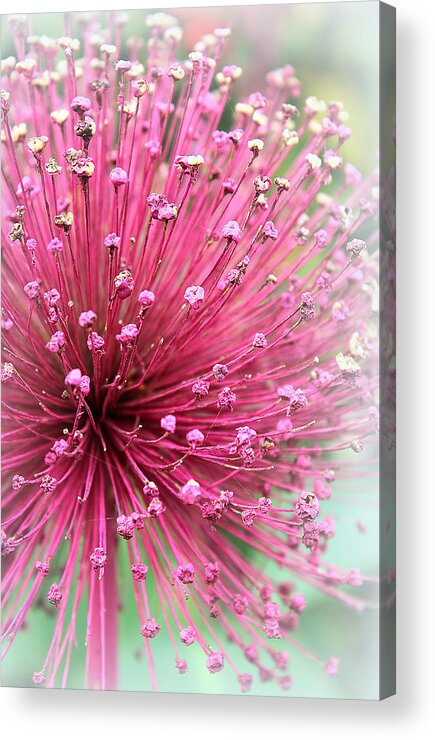 Flowers Acrylic Print featuring the photograph Cherish by The Art Of Marilyn Ridoutt-Greene