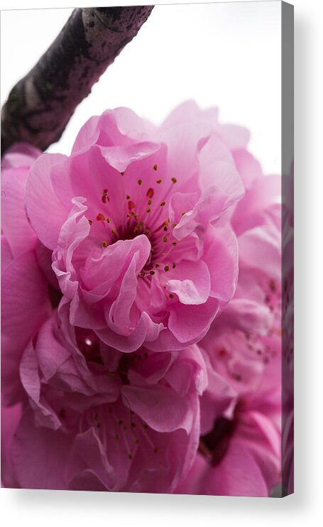 Bellingham Acrylic Print featuring the photograph Cherry Blossom by Judy Wright Lott