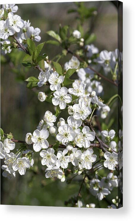 Cherry Acrylic Print featuring the photograph Cherry Blossom (prunus Morello) by Brian Gadsby/science Photo Library