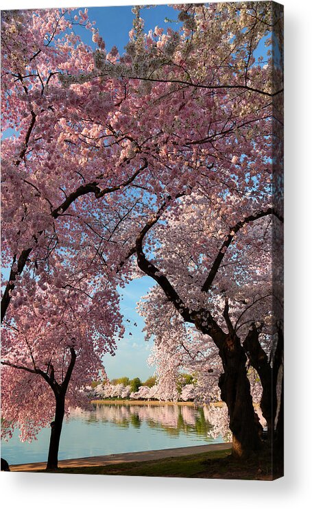 Architectural Acrylic Print featuring the photograph Cherry Blossoms 2013 - 024 by Metro DC Photography