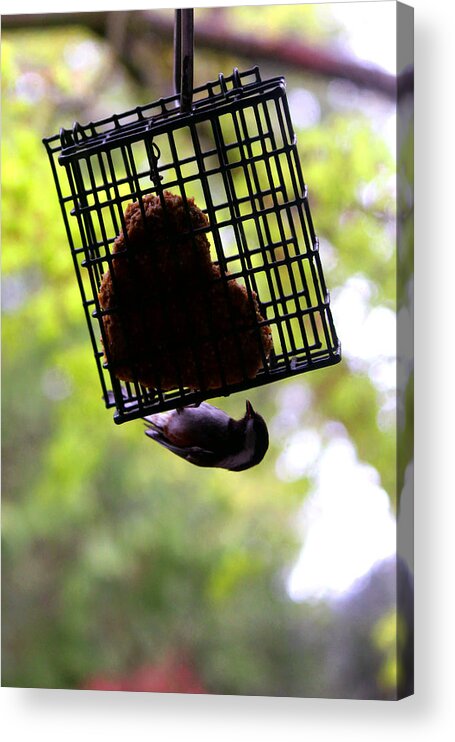 Animals Acrylic Print featuring the photograph Chickadee Makes A Heart by Kym Backland