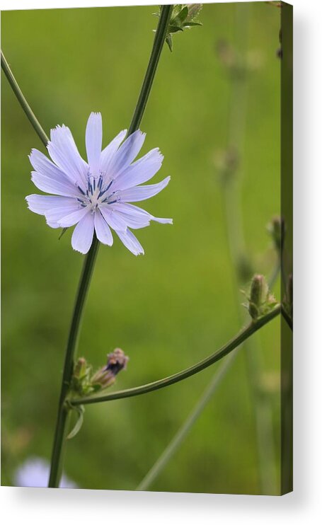 Asteraceae Acrylic Print featuring the photograph Chicory Flower by Jeanne White