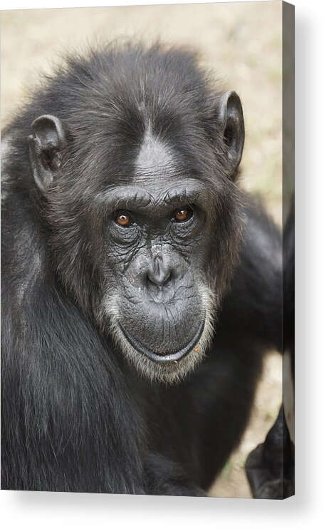 Hiroya Minakuchi Acrylic Print featuring the photograph Chimpanzee Portrait Ol Pejeta by Hiroya Minakuchi
