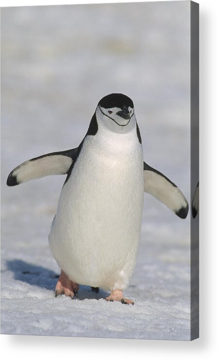 Feb0514 Acrylic Print featuring the photograph Chinstrap Penguin Walking Towards by Konrad Wothe