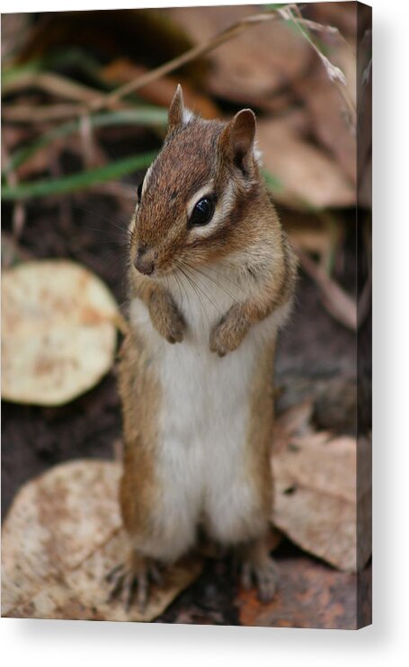 Chipmunk Standing Acrylic Print featuring the photograph Chipmunk by Paula Brown
