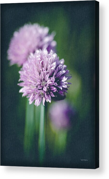 Green Chives Acrylic Print featuring the photograph Chives at Attention by Crystal Wightman