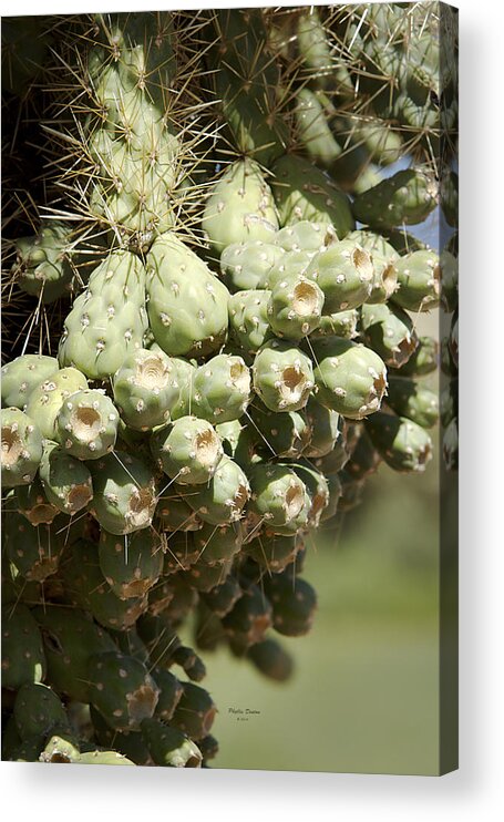 Cholla Cactus Acrylic Print featuring the photograph Cholla Cactus Fruit by Phyllis Denton