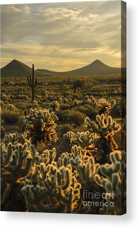 Cholla Cactus Acrylic Print featuring the photograph Cholla Cactus Golden Hour by Tamara Becker