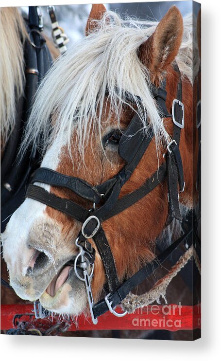 Alyce Taylor Acrylic Print featuring the photograph Chomping on the Bit by Alyce Taylor