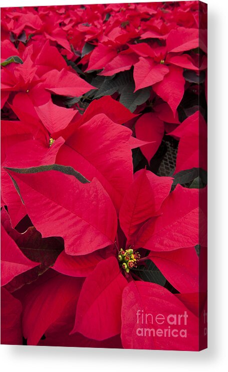 Poinsettia Acrylic Print featuring the photograph Christmas Flowers by Patty Colabuono