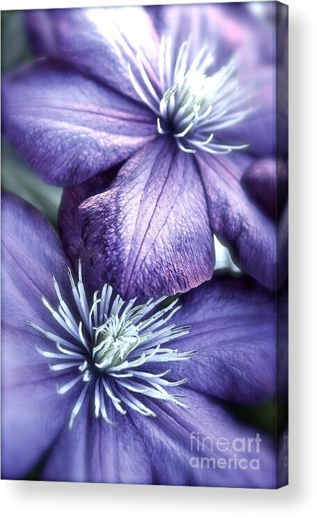 Clematis Acrylic Print featuring the photograph Clematis by Linda Bianic