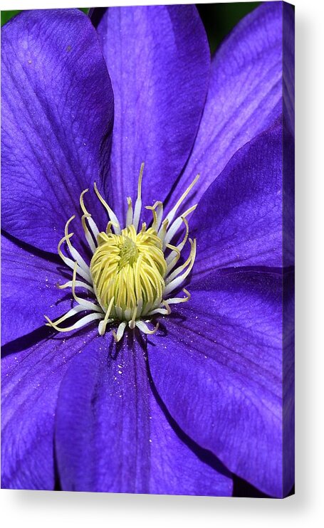 Clematis Acrylic Print featuring the photograph Clematis Queen of the Climbers by Andrea Lazar