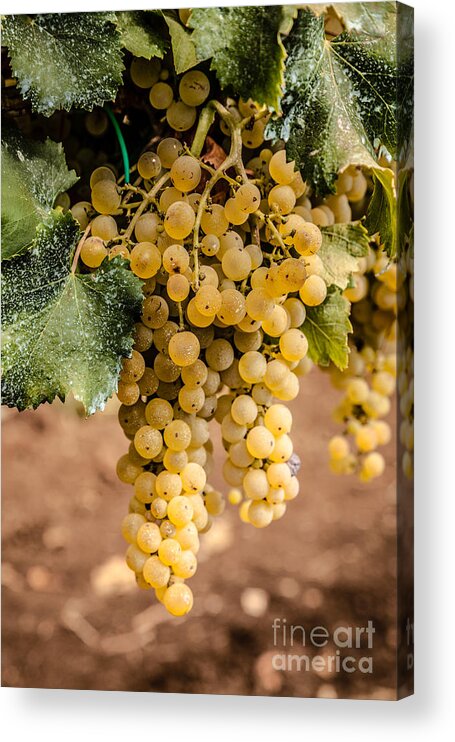 Europe Acrylic Print featuring the photograph Close Up Of Ripe Wine Grapes On The Vine Ready For Harvesting by Peter Noyce