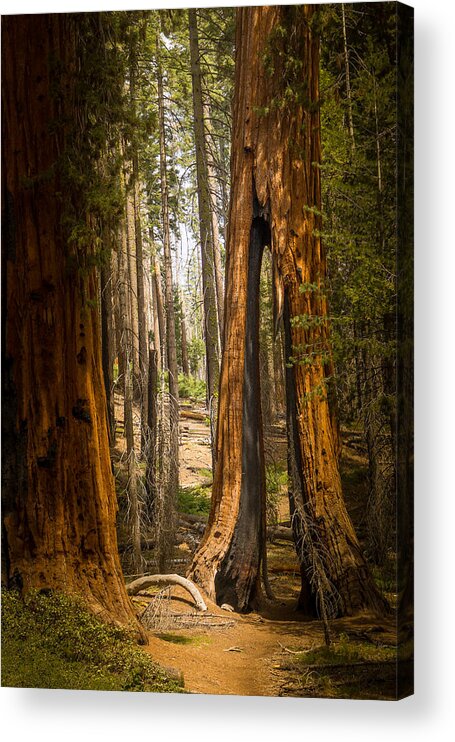 Tree Acrylic Print featuring the photograph Clothespin Tree Mariposa Grove by Janis Knight