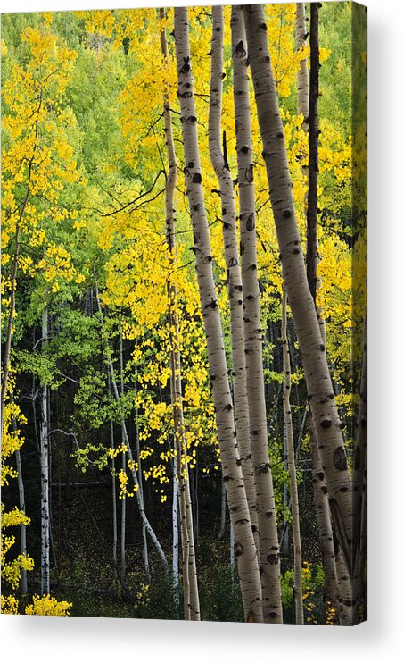 Aspen Acrylic Print featuring the photograph Colorado Changing Two by Eric Rundle