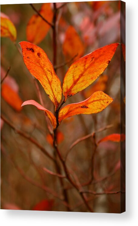 Autumn Acrylic Print featuring the photograph Colorful Leaves by Karen Harrison Brown