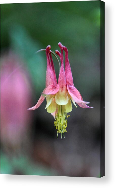 Columbine Acrylic Print featuring the photograph Columbine at Ferry Bluff by Theo