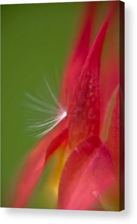 Flowers Acrylic Print featuring the photograph Columbine Fairy by Brenda Jacobs