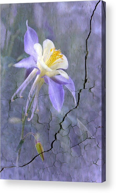 Wall Photography. Acrylic Print featuring the photograph Columbine on Cracked wall by James Steele