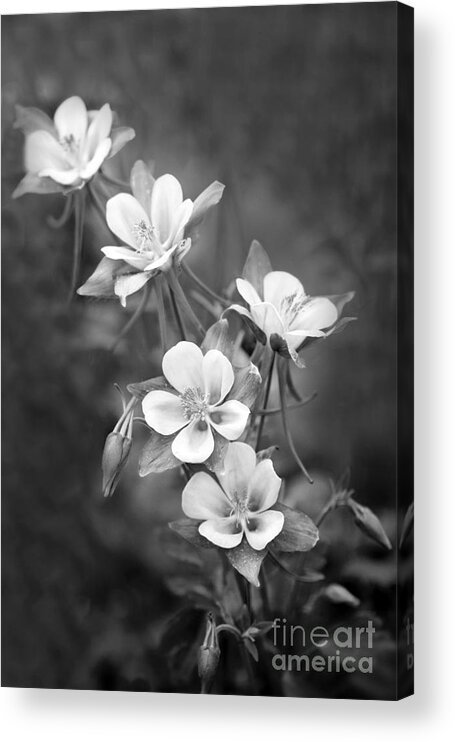 Black And White Acrylic Print featuring the photograph Columbine by Rebecca Cozart