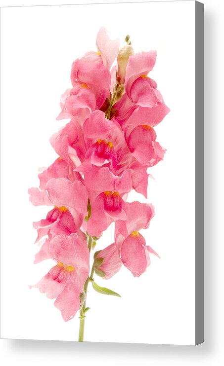 White Background Acrylic Print featuring the photograph Common Snapdragon by Fabrizio Troiani