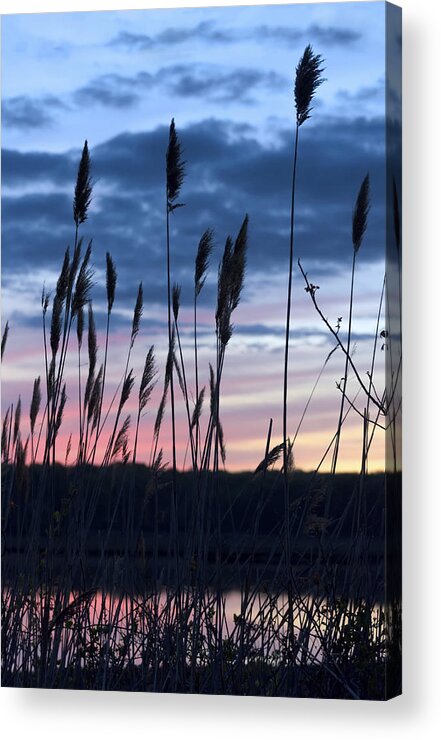 Water Acrylic Print featuring the photograph Connecticut Sunset with Reeds Series 4 by Marianne Campolongo