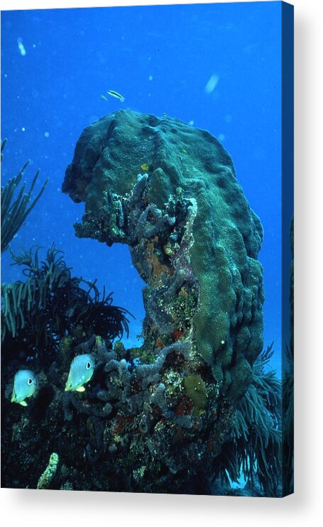 Retro Images Archive Acrylic Print featuring the photograph Coral in the Gulf of Mexico by Retro Images Archive