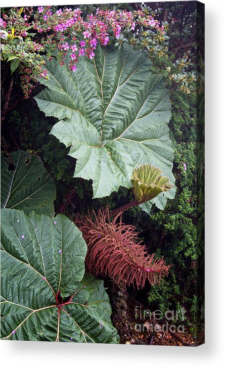 Costa Rica Acrylic Print featuring the photograph Costa Rica Rain Forest by Carrie Cranwill