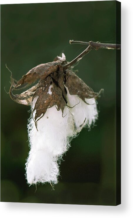 Cotton Acrylic Print featuring the photograph Cotton Boll by Tony Camacho/science Photo Library