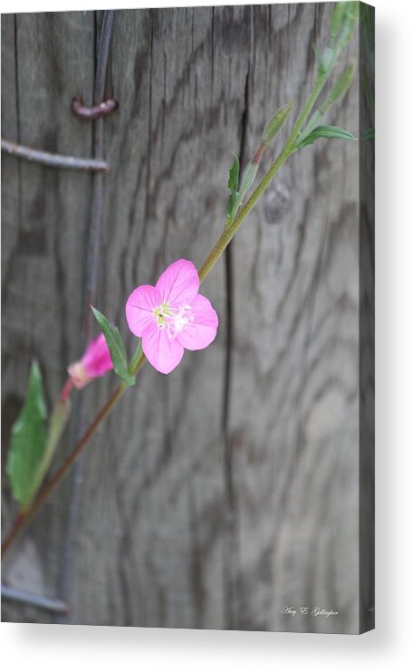 Flower Acrylic Print featuring the photograph Country Flower by Amy Gallagher
