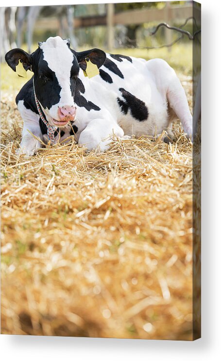Black Color Acrylic Print featuring the photograph Cow Lying Down by Azmanl