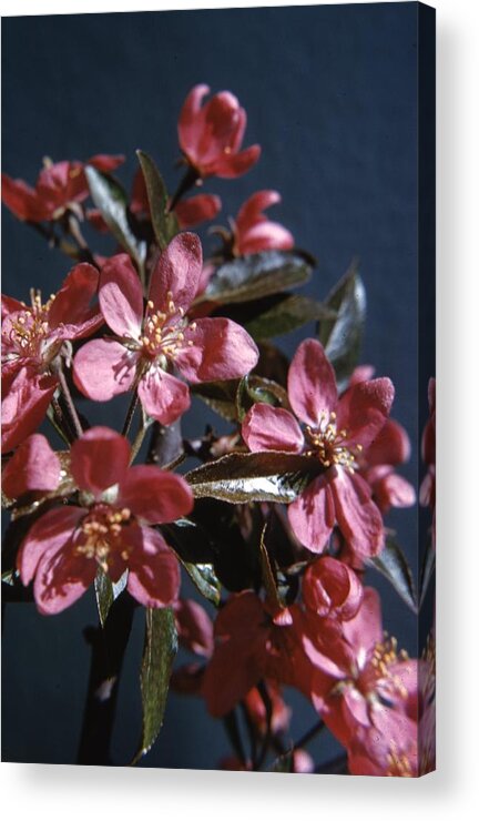 Retro Images Archive Acrylic Print featuring the photograph Crab Apple by Retro Images Archive
