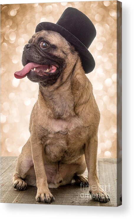 New Years Acrylic Print featuring the photograph Crazy Top Dog by Edward Fielding