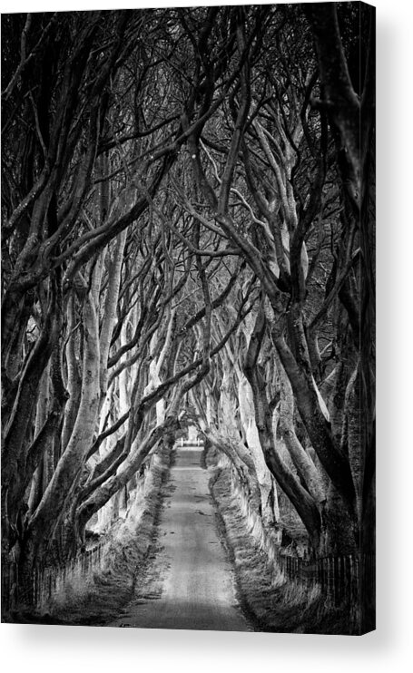 Dark Hedges Acrylic Print featuring the photograph Creepy Dark Hedges by Nigel R Bell